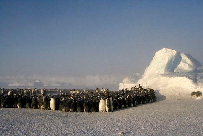 Descubren en Nueva Zelanda el fósil de un pingüino del tamaño de un humano