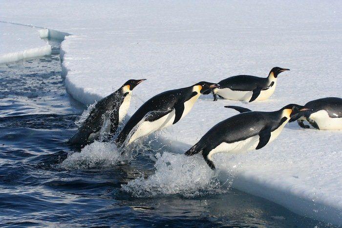 Descubren en Nueva Zelanda el fósil de un pingüino del tamaño de un humano