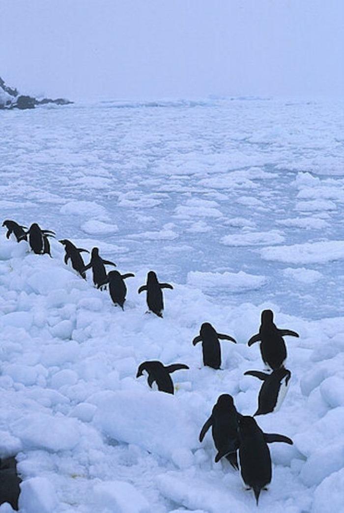Descubren en Nueva Zelanda el fósil de un pingüino del tamaño de un humano