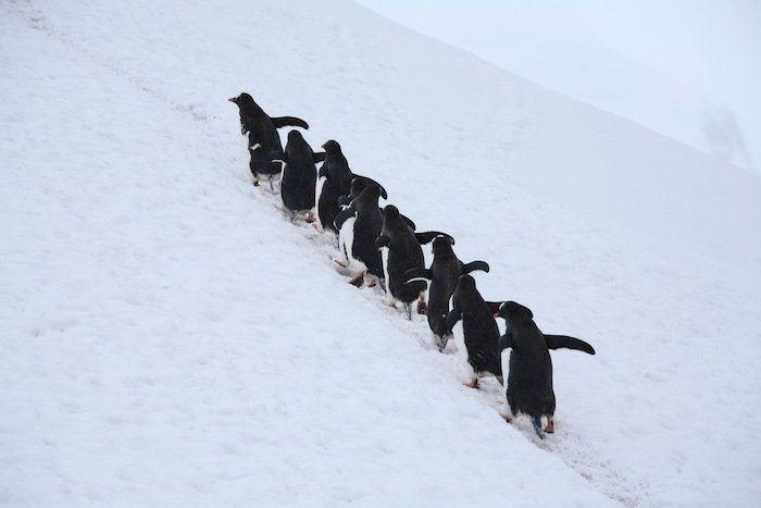 Descubren en Nueva Zelanda el fósil de un pingüino del tamaño de un humano
