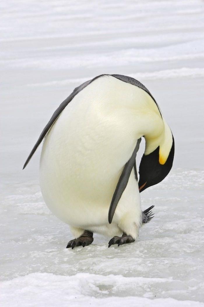 Descubren en Nueva Zelanda el fósil de un pingüino del tamaño de un humano