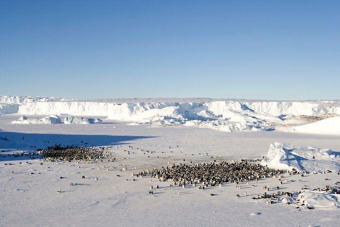 Descubren en Nueva Zelanda el fósil de un pingüino del tamaño de un humano