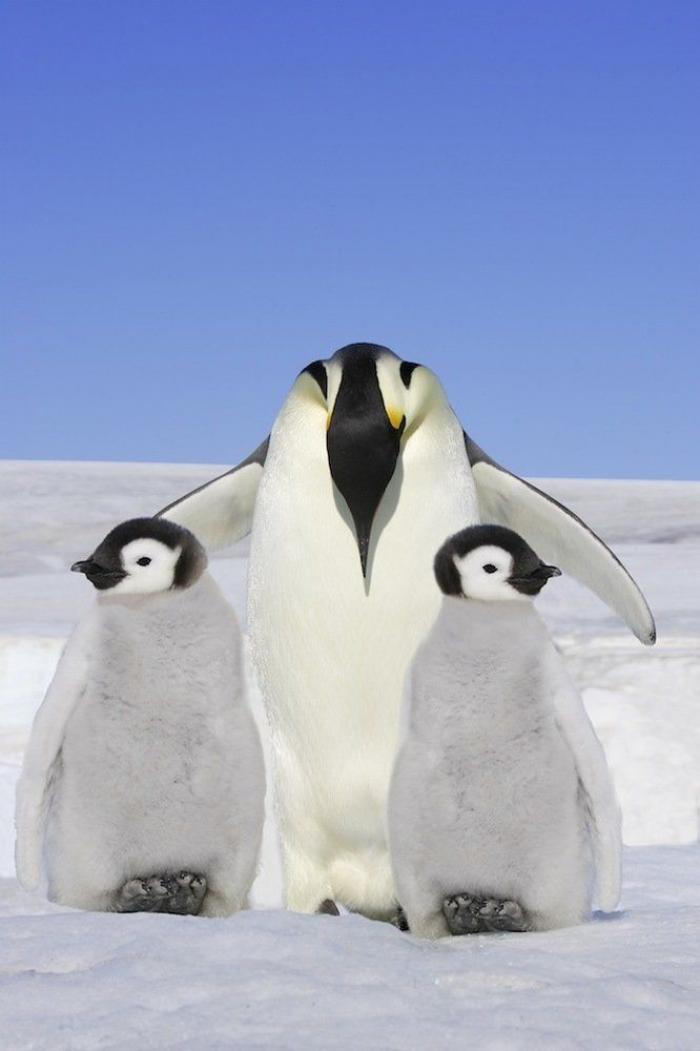 Descubren en Nueva Zelanda el fósil de un pingüino del tamaño de un humano