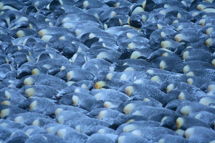 Descubren en Nueva Zelanda el fósil de un pingüino del tamaño de un humano