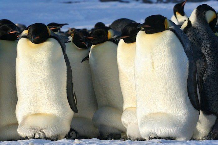 Descubren en Nueva Zelanda el fósil de un pingüino del tamaño de un humano