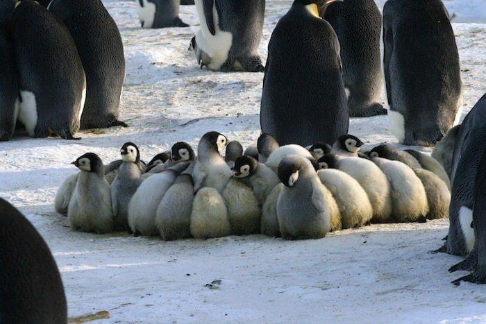 Descubren en Nueva Zelanda el fósil de un pingüino del tamaño de un humano