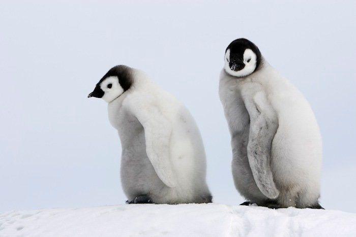 Descubren en Nueva Zelanda el fósil de un pingüino del tamaño de un humano