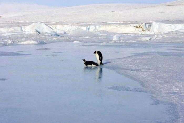 Descubren en Nueva Zelanda el fósil de un pingüino del tamaño de un humano