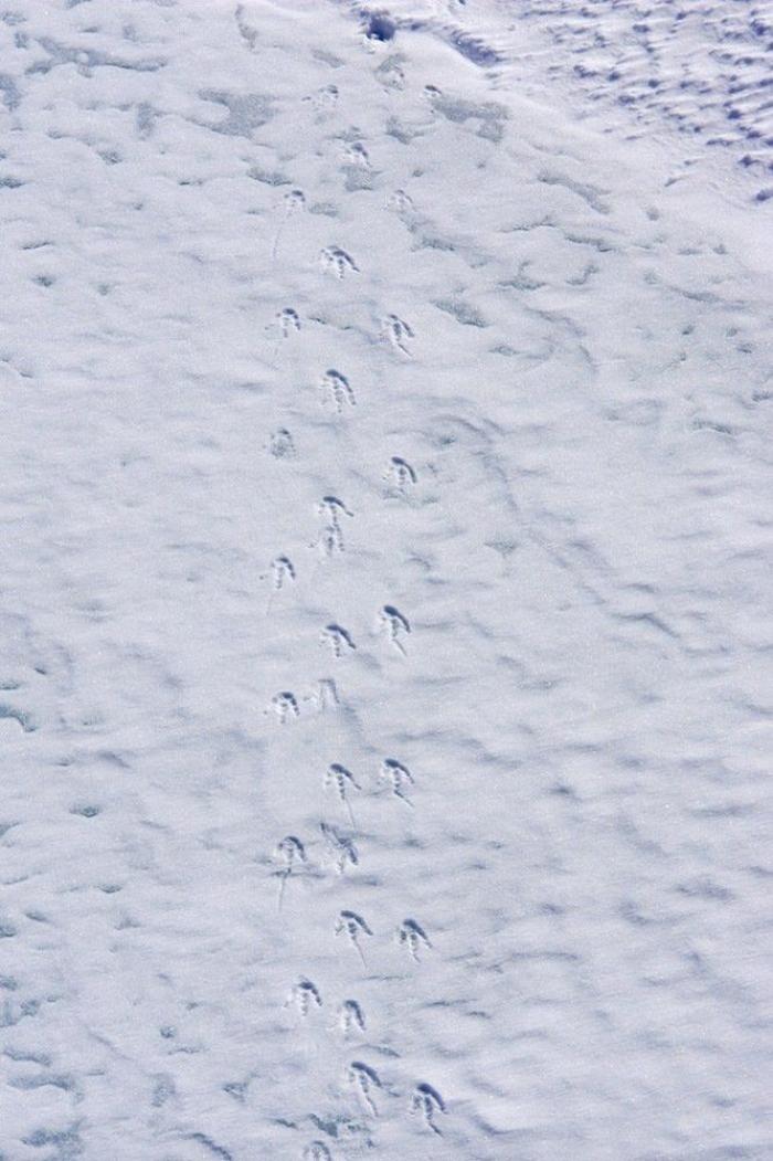 Descubren en Nueva Zelanda el fósil de un pingüino del tamaño de un humano