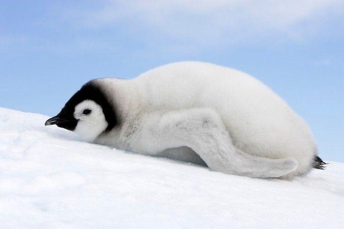 Descubren en Nueva Zelanda el fósil de un pingüino del tamaño de un humano