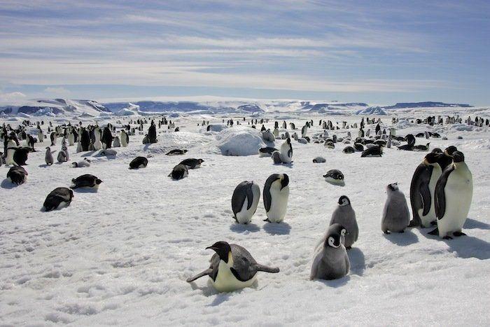 Descubren en Nueva Zelanda el fósil de un pingüino del tamaño de un humano