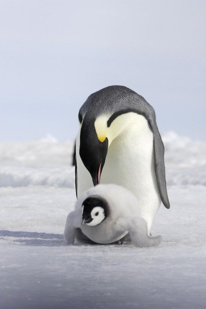 Descubren en Nueva Zelanda el fósil de un pingüino del tamaño de un humano