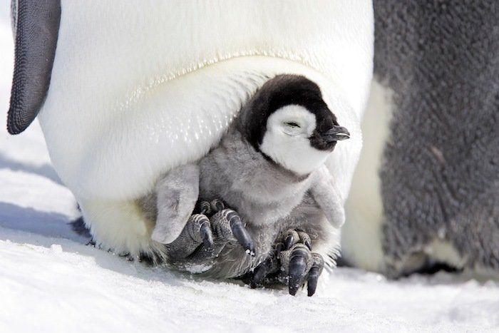 Descubren en Nueva Zelanda el fósil de un pingüino del tamaño de un humano