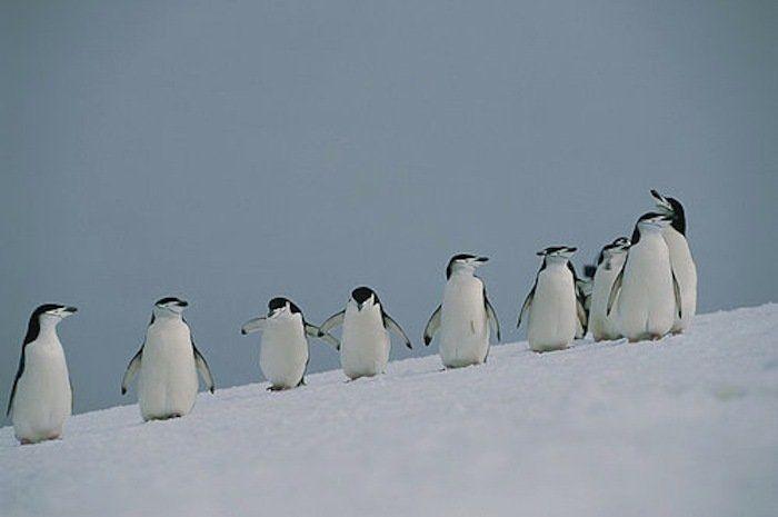 Descubren en Nueva Zelanda el fósil de un pingüino del tamaño de un humano