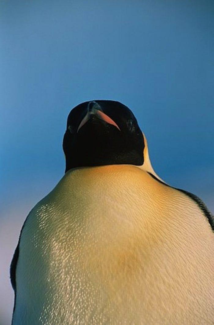 Descubren en Nueva Zelanda el fósil de un pingüino del tamaño de un humano