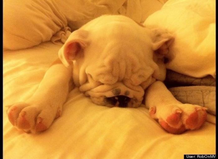 ¿Qué hacen un tigre o un león si les dejas una caja de cartón? El mejor vídeo de bichinos de la semana (VÍDEO)