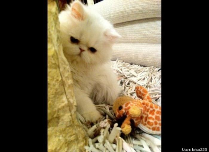 ¿Qué hacen un tigre o un león si les dejas una caja de cartón? El mejor vídeo de bichinos de la semana (VÍDEO)