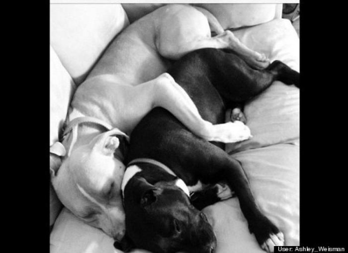 ¿Qué hacen un tigre o un león si les dejas una caja de cartón? El mejor vídeo de bichinos de la semana (VÍDEO)