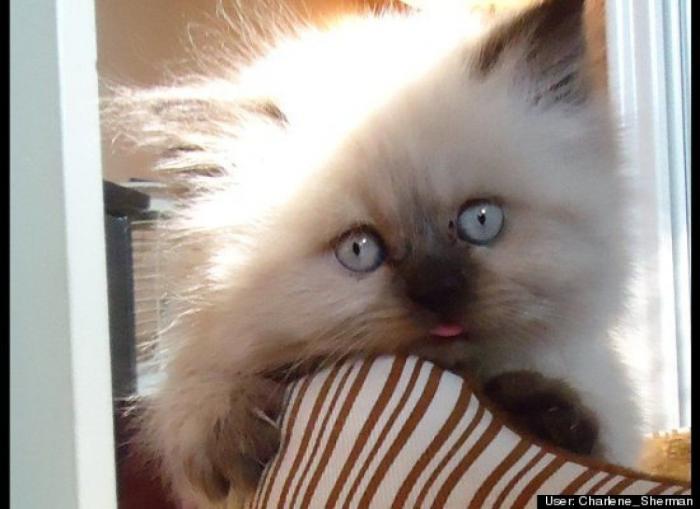 ¿Qué hacen un tigre o un león si les dejas una caja de cartón? El mejor vídeo de bichinos de la semana (VÍDEO)