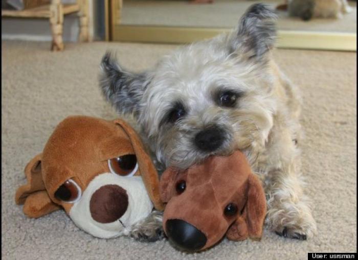 ¿Qué hacen un tigre o un león si les dejas una caja de cartón? El mejor vídeo de bichinos de la semana (VÍDEO)