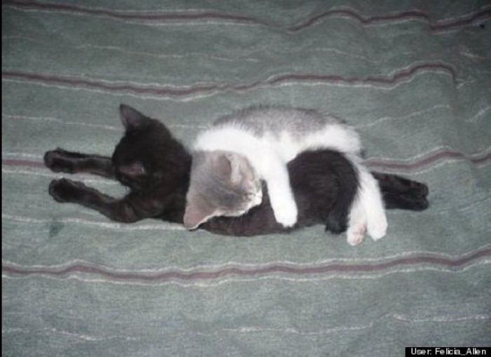 ¿Qué hacen un tigre o un león si les dejas una caja de cartón? El mejor vídeo de bichinos de la semana (VÍDEO)