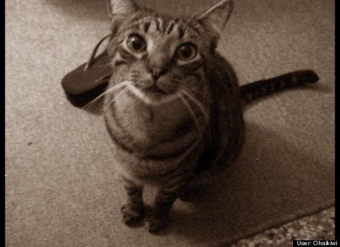 ¿Qué hacen un tigre o un león si les dejas una caja de cartón? El mejor vídeo de bichinos de la semana (VÍDEO)