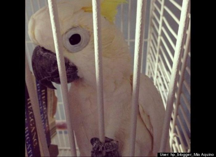 ¿Qué hacen un tigre o un león si les dejas una caja de cartón? El mejor vídeo de bichinos de la semana (VÍDEO)