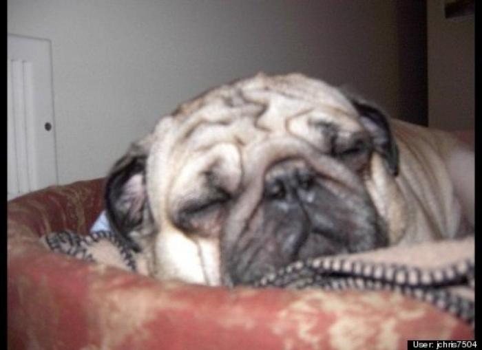 ¿Qué hacen un tigre o un león si les dejas una caja de cartón? El mejor vídeo de bichinos de la semana (VÍDEO)