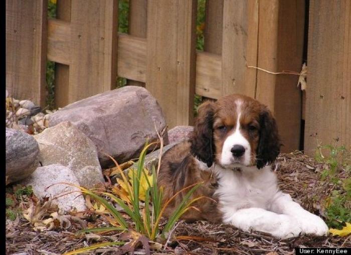 ¿Qué hacen un tigre o un león si les dejas una caja de cartón? El mejor vídeo de bichinos de la semana (VÍDEO)