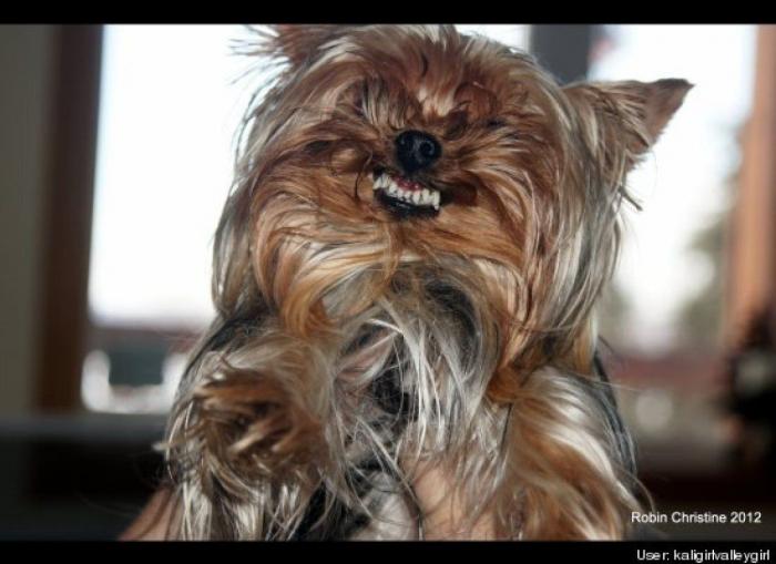 ¿Qué hacen un tigre o un león si les dejas una caja de cartón? El mejor vídeo de bichinos de la semana (VÍDEO)