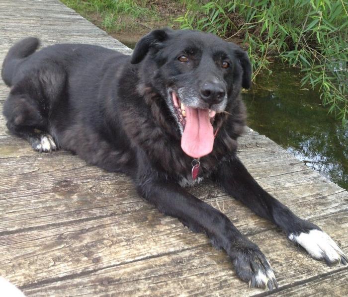 ¿Qué hacen un tigre o un león si les dejas una caja de cartón? El mejor vídeo de bichinos de la semana (VÍDEO)