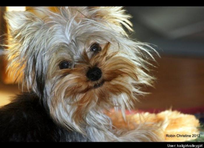 ¿Qué hacen un tigre o un león si les dejas una caja de cartón? El mejor vídeo de bichinos de la semana (VÍDEO)