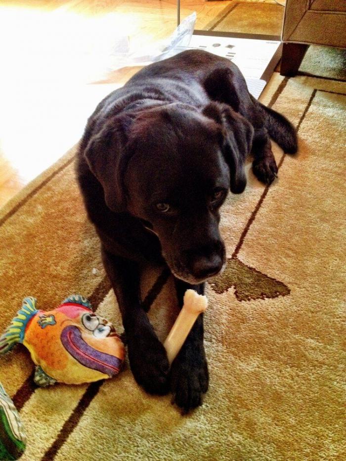 ¿Qué hacen un tigre o un león si les dejas una caja de cartón? El mejor vídeo de bichinos de la semana (VÍDEO)