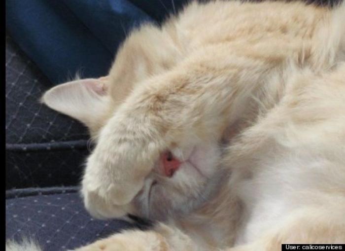 ¿Qué hacen un tigre o un león si les dejas una caja de cartón? El mejor vídeo de bichinos de la semana (VÍDEO)