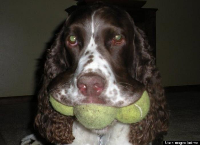 ¿Qué hacen un tigre o un león si les dejas una caja de cartón? El mejor vídeo de bichinos de la semana (VÍDEO)