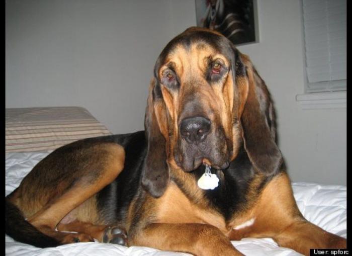 ¿Qué hacen un tigre o un león si les dejas una caja de cartón? El mejor vídeo de bichinos de la semana (VÍDEO)