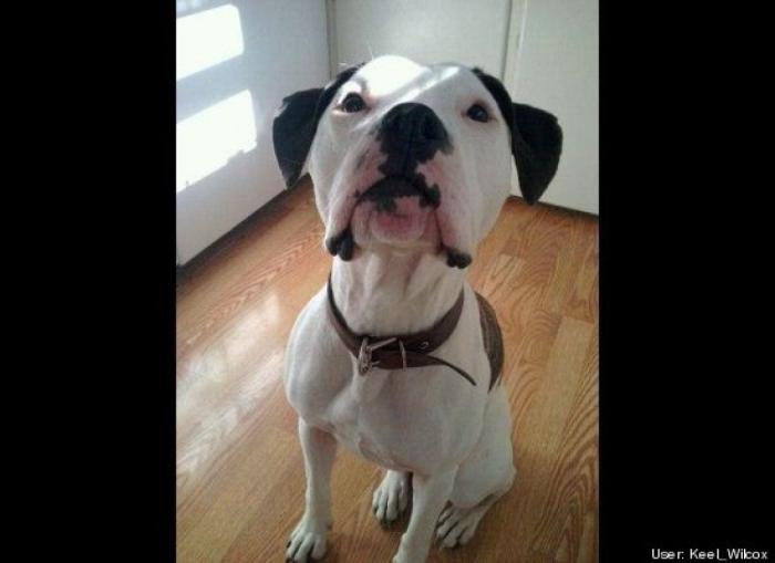 ¿Qué hacen un tigre o un león si les dejas una caja de cartón? El mejor vídeo de bichinos de la semana (VÍDEO)