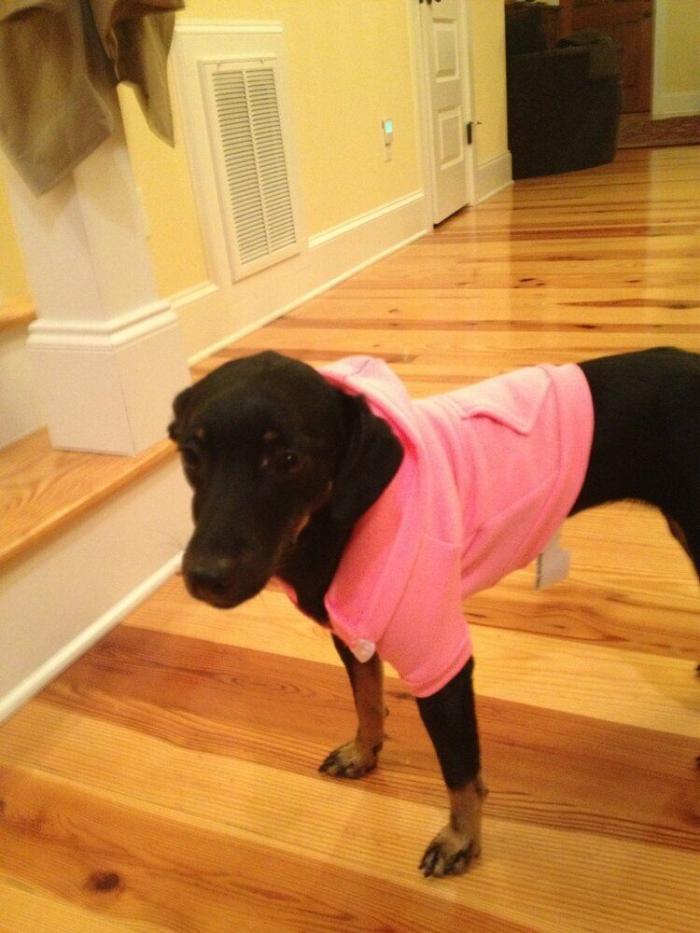 ¿Qué hacen un tigre o un león si les dejas una caja de cartón? El mejor vídeo de bichinos de la semana (VÍDEO)