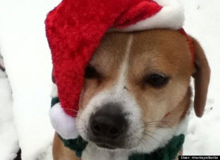 ¿Qué hacen un tigre o un león si les dejas una caja de cartón? El mejor vídeo de bichinos de la semana (VÍDEO)