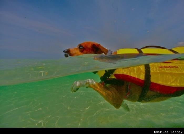 ¿Qué hacen un tigre o un león si les dejas una caja de cartón? El mejor vídeo de bichinos de la semana (VÍDEO)