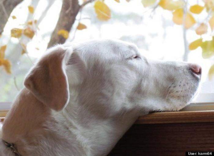 ¿Qué hacen un tigre o un león si les dejas una caja de cartón? El mejor vídeo de bichinos de la semana (VÍDEO)