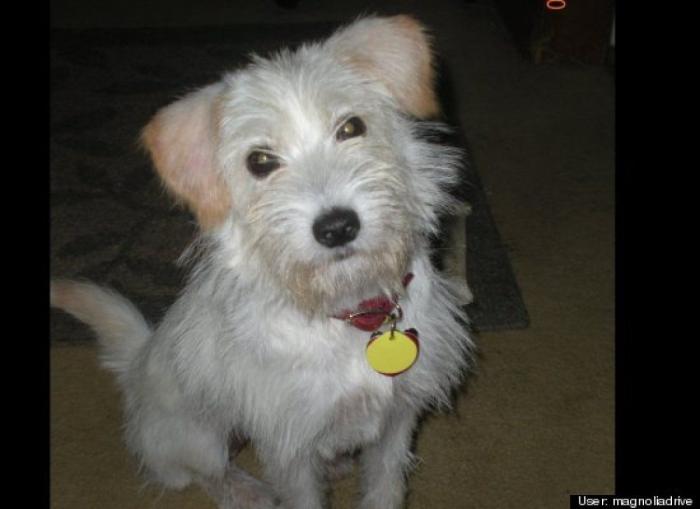 ¿Qué hacen un tigre o un león si les dejas una caja de cartón? El mejor vídeo de bichinos de la semana (VÍDEO)