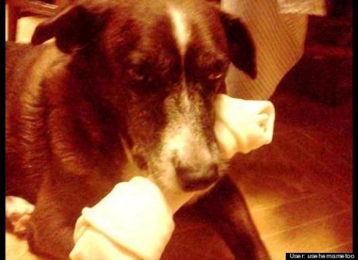 ¿Qué hacen un tigre o un león si les dejas una caja de cartón? El mejor vídeo de bichinos de la semana (VÍDEO)