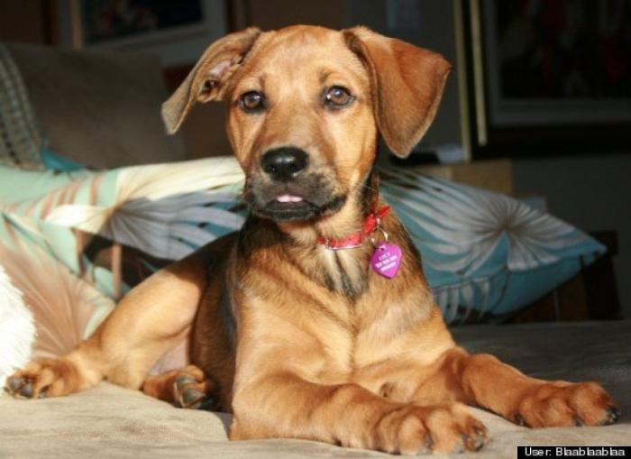 ¿Qué hacen un tigre o un león si les dejas una caja de cartón? El mejor vídeo de bichinos de la semana (VÍDEO)