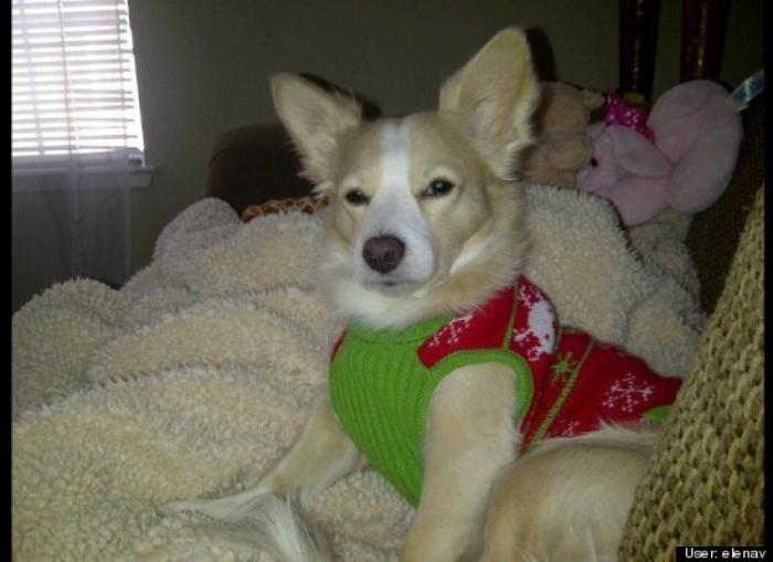 ¿Qué hacen un tigre o un león si les dejas una caja de cartón? El mejor vídeo de bichinos de la semana (VÍDEO)