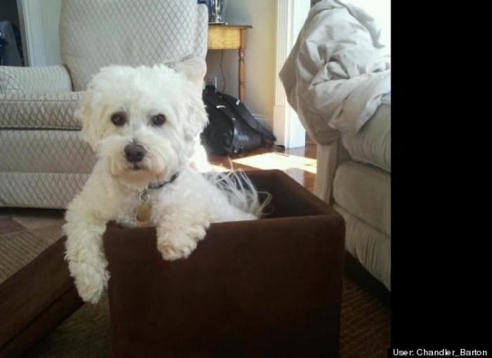 ¿Qué hacen un tigre o un león si les dejas una caja de cartón? El mejor vídeo de bichinos de la semana (VÍDEO)