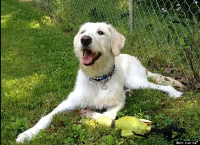 ¿Qué hacen un tigre o un león si les dejas una caja de cartón? El mejor vídeo de bichinos de la semana (VÍDEO)