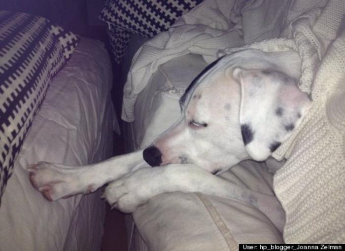 ¿Qué hacen un tigre o un león si les dejas una caja de cartón? El mejor vídeo de bichinos de la semana (VÍDEO)