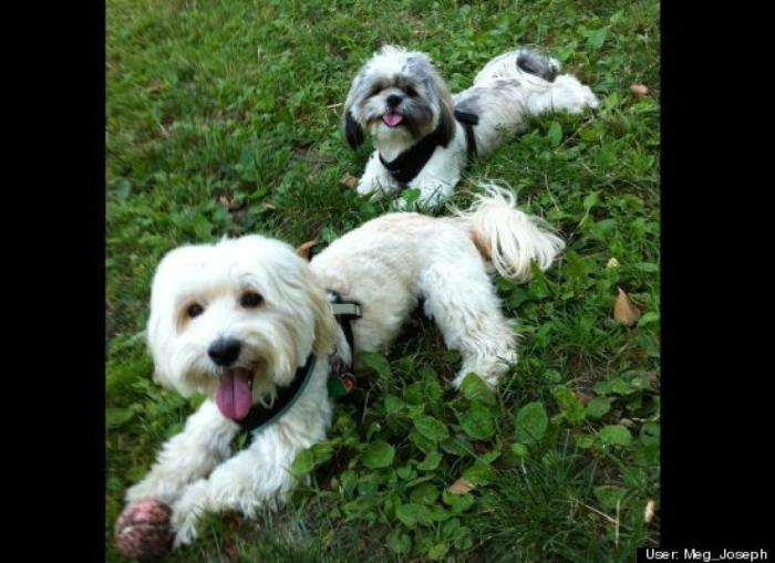 ¿Qué hacen un tigre o un león si les dejas una caja de cartón? El mejor vídeo de bichinos de la semana (VÍDEO)