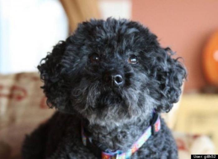 ¿Qué hacen un tigre o un león si les dejas una caja de cartón? El mejor vídeo de bichinos de la semana (VÍDEO)